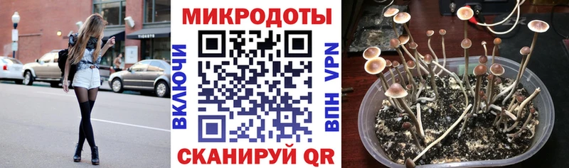 Купить  Сысерть  Псилоцибиновые грибы Psilocybine cubensis 